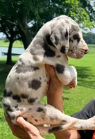 Noel - Blue Harlequin, a female Great Dane for sale in Albion, IL – 4 of 4