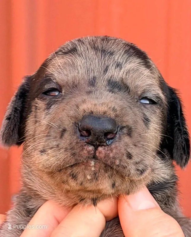 Felix - Black Merle – Great Dane puppy for sale in Albion, IL
