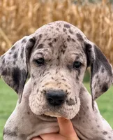 Virginia - Black Merle, a female Great Dane for sale in Albion, IL – 1 of 2