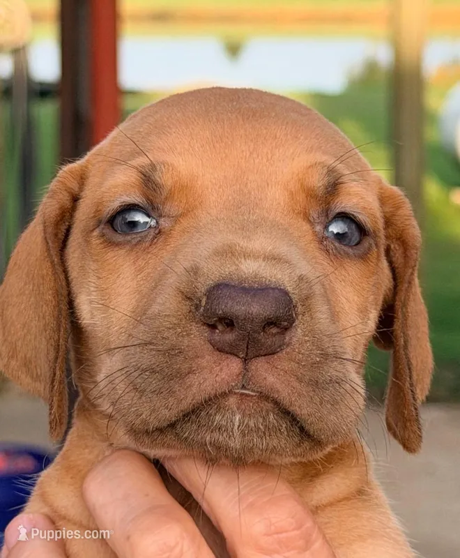 Tilly - Chocolate Fawn – Great Dane puppy for sale in Albion, IL