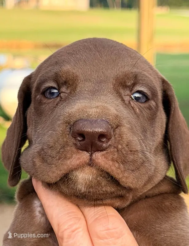 Tim - Chocolate – Great Dane puppy for sale in Albion, IL