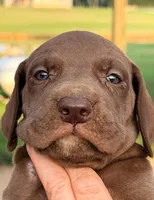 Tim - Chocolate, a male Great Dane for sale in Albion, IL – 1 of 1