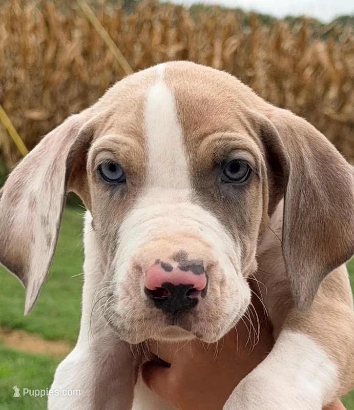 Samson - Fawn Harlequin – Great Dane puppy for sale in Albion, IL