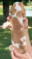 Troy - Fawn Harlequin, a male Great Dane for sale in Albion, IL – 2 of 5