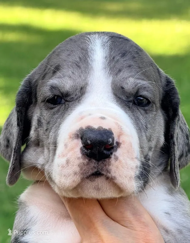 Laura - Black Mantle Merle – Great Dane puppy for sale in Albion, IL