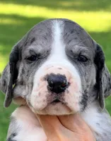 Laura - Black Mantle Merle, a female Great Dane for sale in Albion, IL – 1 of 5