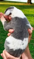 Peggy - Blue Harlequin, a female Great Dane for sale in Albion, IL – 2 of 2