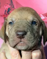 Ginny - Chocolate Fawn, a female Great Dane for sale in Albion, IL – Photo 1 of 2