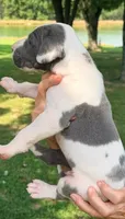 Seth - Blue Harlequin, a male Great Dane for sale in Albion, IL – 4 of 4