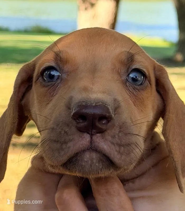Tilly - Chocolate Fawn – Great Dane puppy for sale in Albion, IL