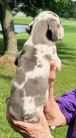 Nellie - Blue Harlequin, a female Great Dane for sale in Albion, IL – 2 of 4