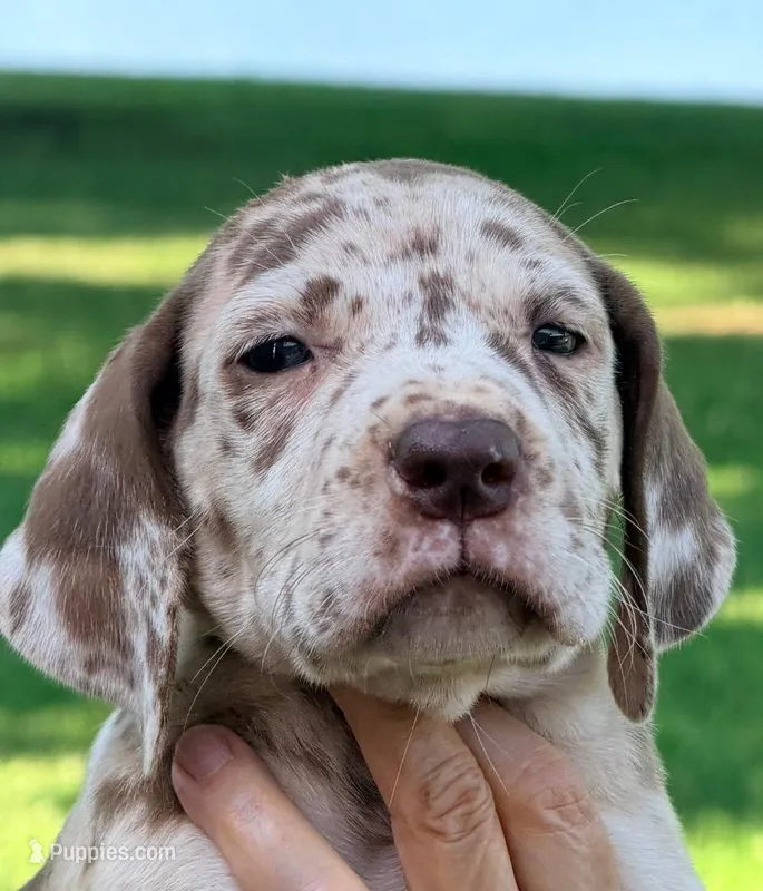 Karen - Chocolate Merle – Great Dane puppy for sale in Albion, IL