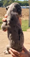 Winnie - Black Mantle Merle, a female Great Dane for sale in Albion, IL – 2 of 2