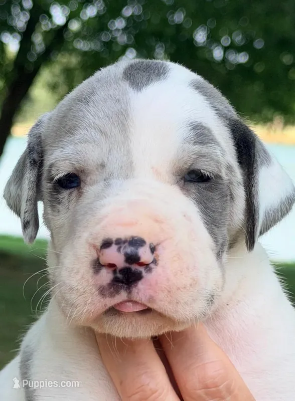 Sally - Blue Harlequin – Great Dane puppy for sale in Albion, IL