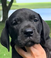 Olive - Black, a female Great Dane for sale in Albion, IL – 1 of 4