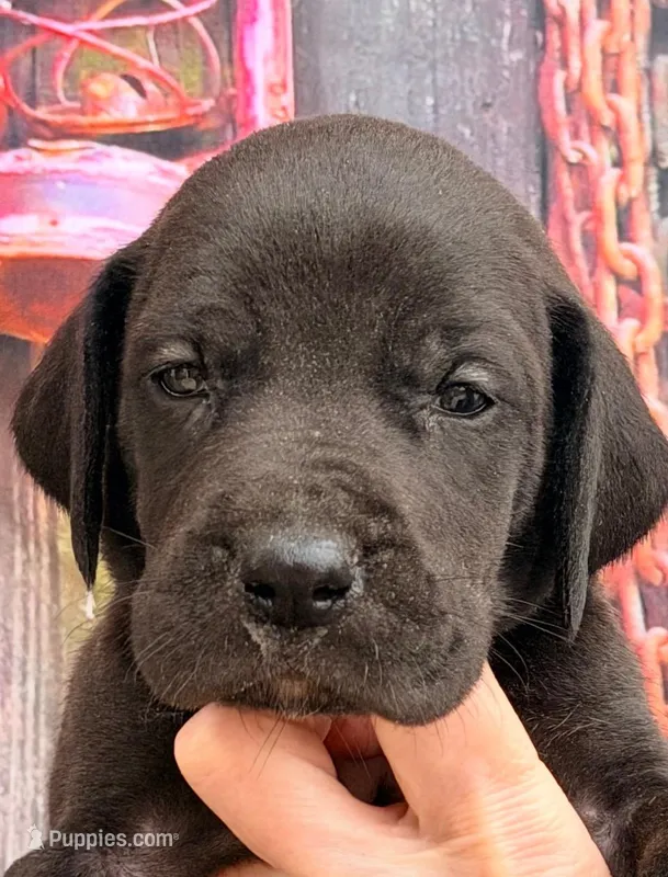 Kylie - Black – Great Dane puppy for sale in Albion, IL