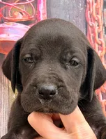 Kylie - Black, a female Great Dane for sale in Albion, IL – 1 of 3