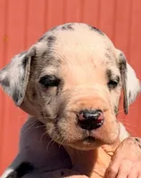 Walter - Blue Harlequin, a male Great Dane for sale in Albion, IL – 2 of 2