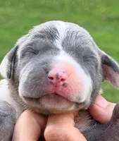Olivia - Blue Harlequin, a female Great Dane for sale in Albion, IL – 1 of 2