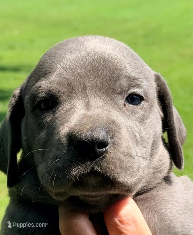 Opal - Blue – Great Dane puppy for sale in Albion, IL