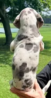 Noel - Blue Harlequin, a female Great Dane for sale in Albion, IL – 2 of 4