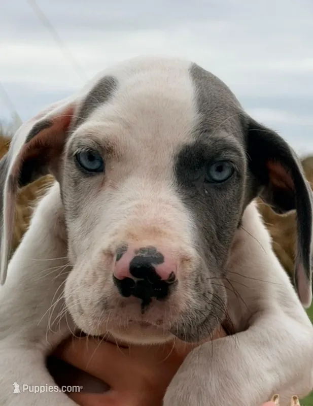Seth - Blue Harlequin – Great Dane puppy for sale in Albion, IL