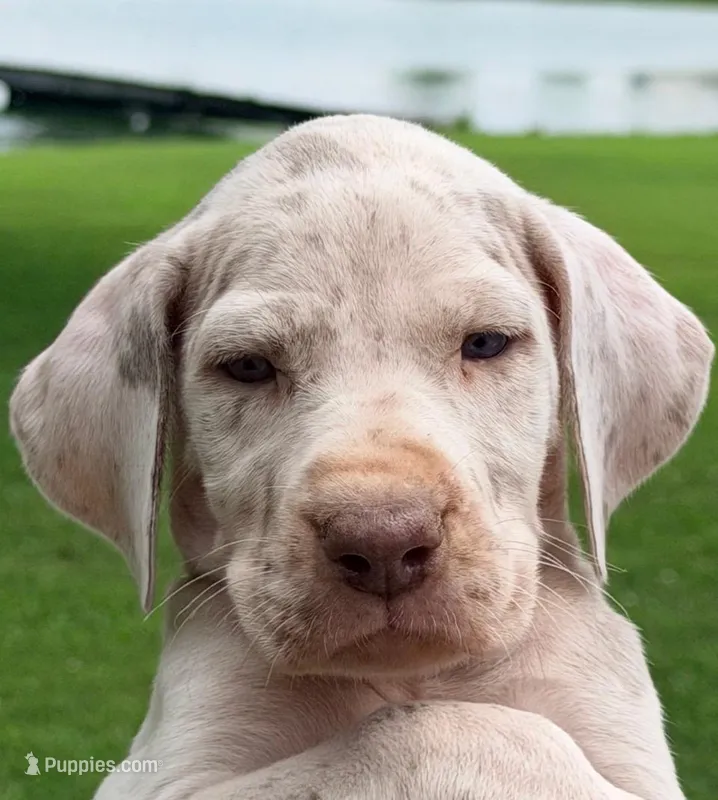 Millie - Lilac Merle – Great Dane puppy for sale in Albion, IL