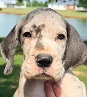Xana - Blue Merle, a female Great Dane for sale in Albion, IL – 1 of 1