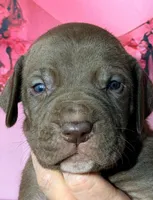 Greg - Chocolate, a male Great Dane for sale in Albion, IL – Photo 1 of 2