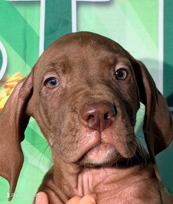 Greg - Chocolate – Great Dane puppy for sale in Albion, IL