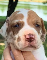 Ted - Fawn Harlequin, a male Great Dane for sale in Albion, IL – 3 of 5