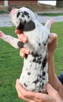 Quinnie - Black Harlequin, a female Great Dane for sale in Albion, IL – 2 of 2
