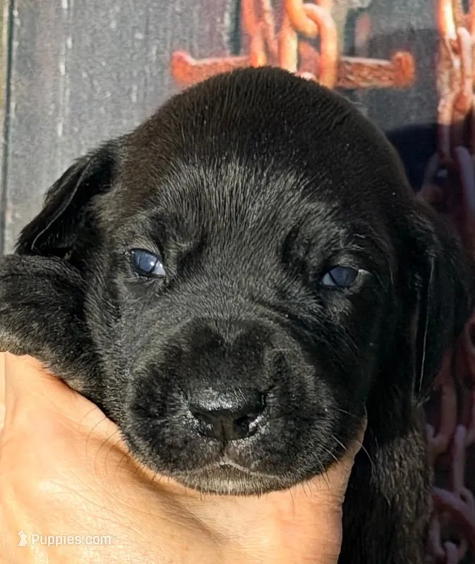 Kylie - Black – Great Dane puppy for sale in Albion, IL