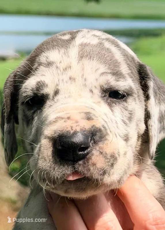 Nala - Blue Harlequin – Great Dane puppy for sale in Albion, IL