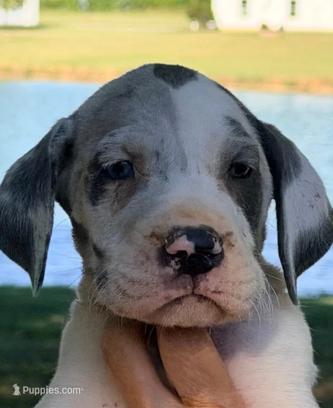 Sally - Blue Harlequin – Great Dane puppy for sale in Albion, IL