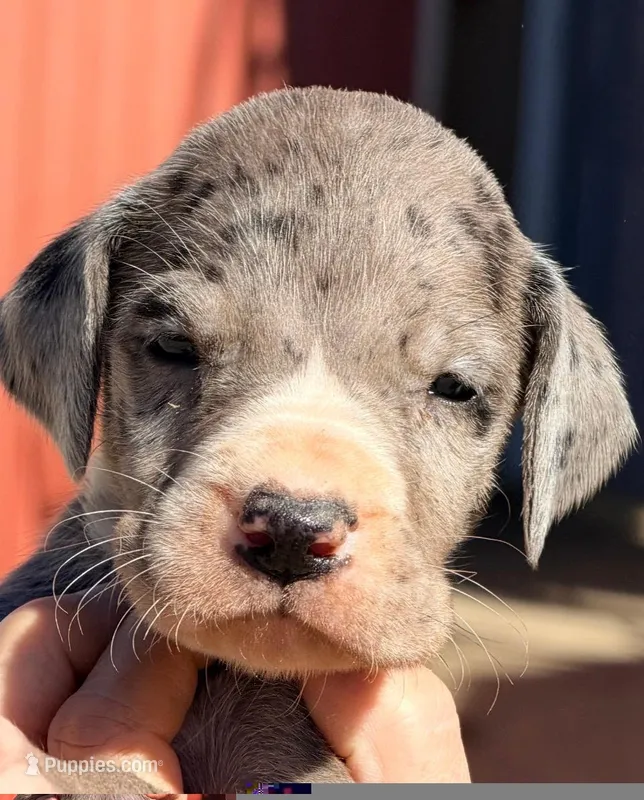 Winnie - Black Mantle Merle – Great Dane puppy for sale in Albion, IL