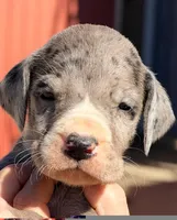 Winnie - Black Mantle Merle, a female Great Dane for sale in Albion, IL – 1 of 2