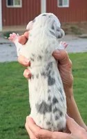 Quinton - Blue Harlequin, a male Great Dane for sale in Albion, IL – 2 of 2