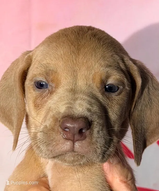 Casper - Chocolate Fawn