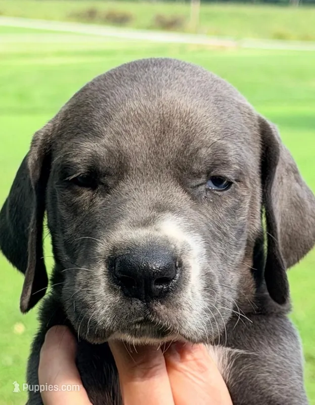 Posey - Blue – Great Dane puppy for sale in Albion, IL
