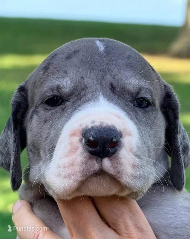 Lynda - Black Mantle Merle – Great Dane puppy for sale in Albion, IL