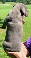 Oprah - Blue, a female Great Dane for sale in Albion, IL – 2 of 2