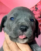 Frida - Blue, a female Great Dane for sale in Albion, IL – Photo 1 of 2