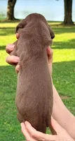Mason - Chocolate, a male Great Dane for sale in Albion, IL – 2 of 2