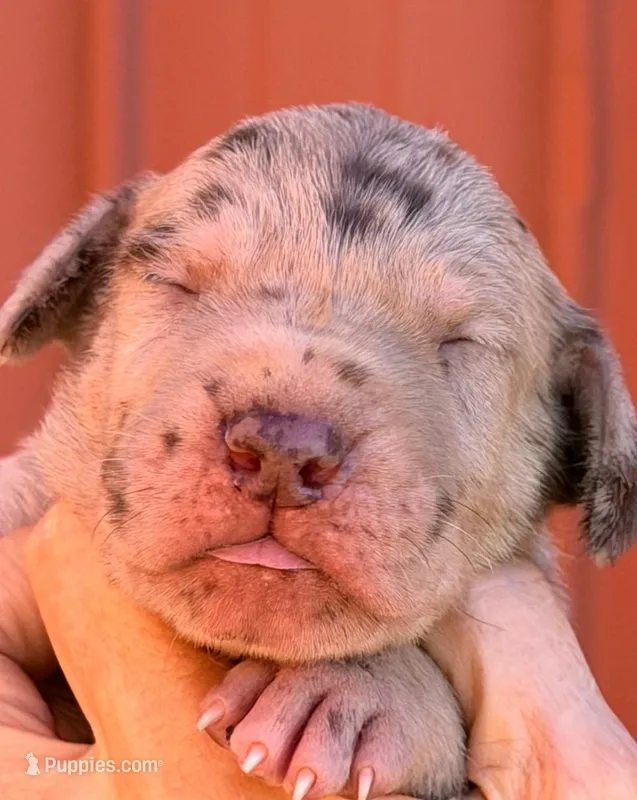 Fabian - Chocolate Merle – Great Dane puppy for sale in Albion, IL