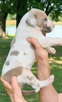 Samson - Fawn Harlequin, a male Great Dane for sale in Albion, IL – 4 of 4