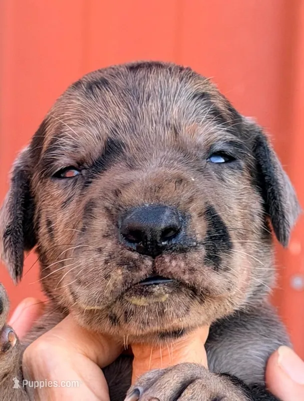 Frank - Black Merle – Great Dane puppy for sale in Albion, IL