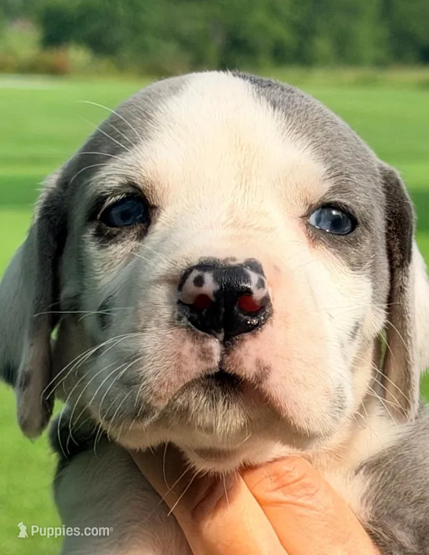 Peggy - Blue Harlequin – Great Dane puppy for sale in Albion, IL