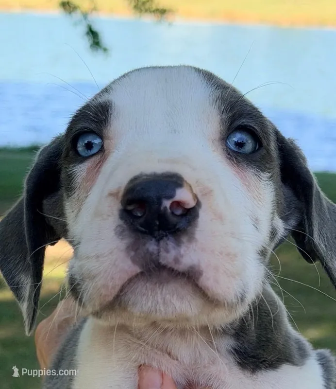Shane - Blue Harlequin – Great Dane puppy for sale in Albion, IL