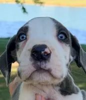 Shane - Blue Harlequin, a male Great Dane for sale in Albion, IL – 3 of 7